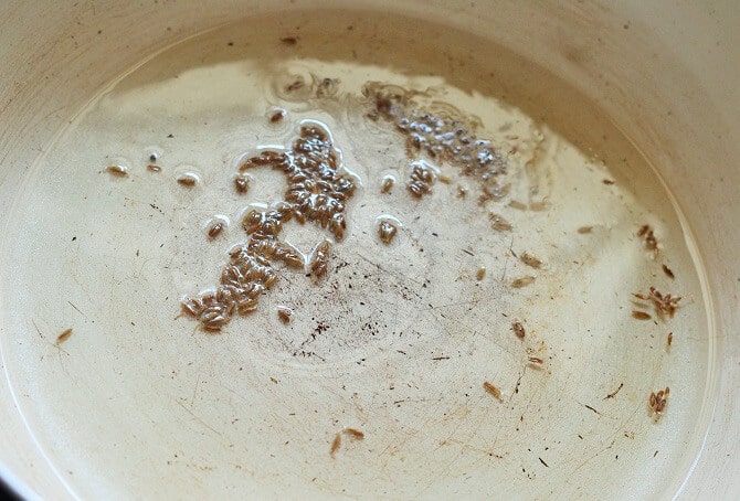 cumin seeds in hot oil in a pan