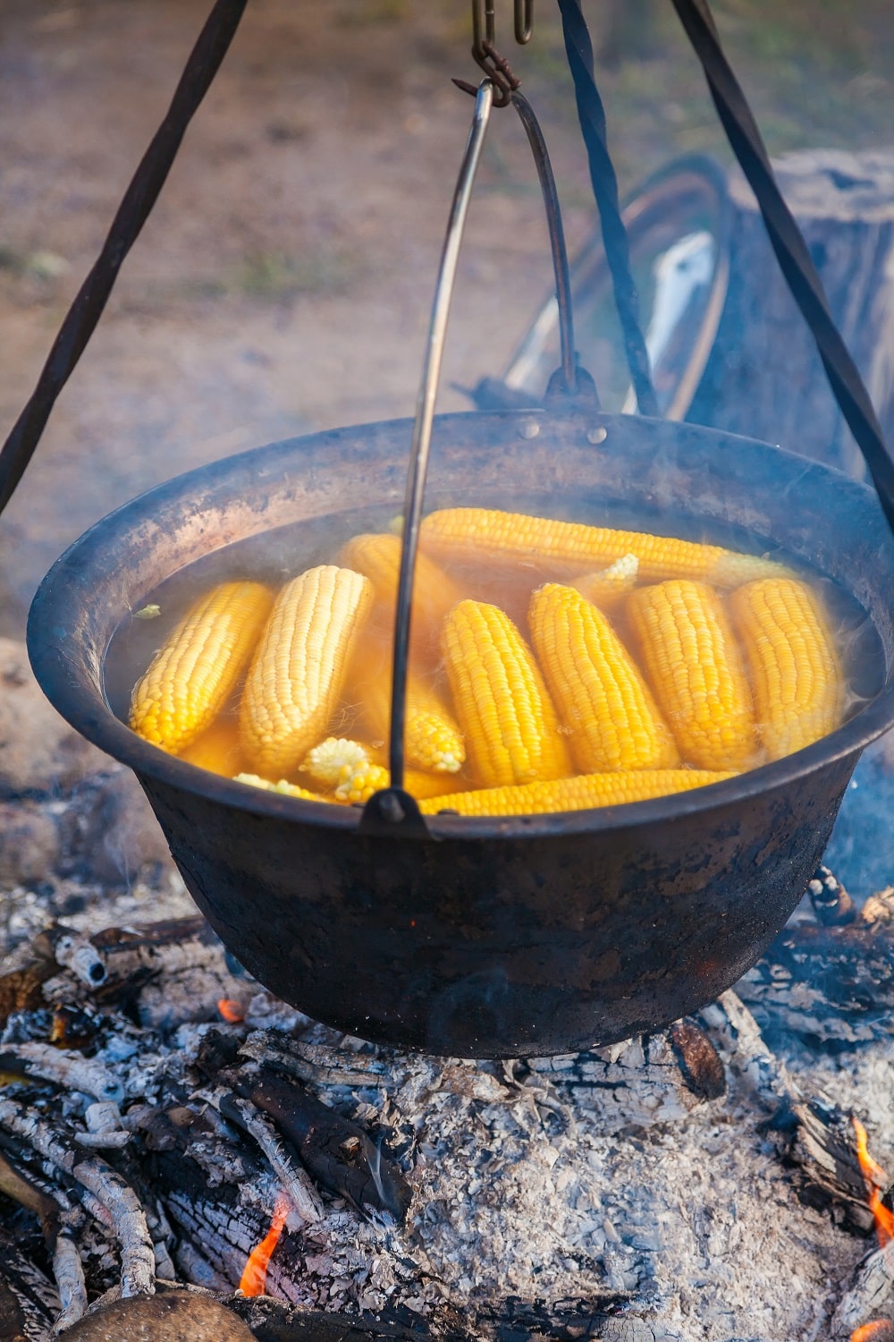 Corncobs in a boiling water over campfire