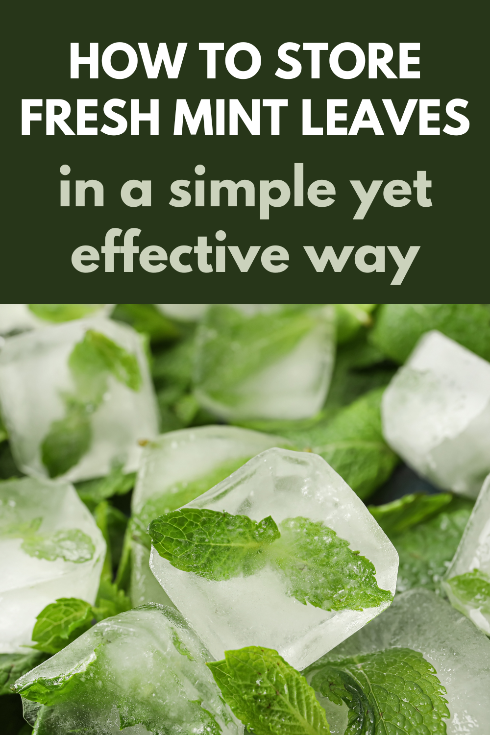 how to store fresh mint leaves in freezer